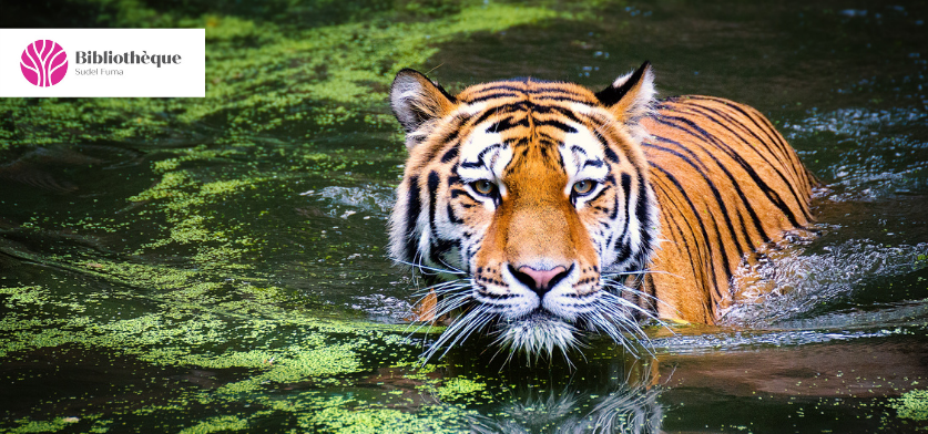 Un tigre nageant dans l'eau